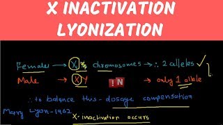 X Inactivation – Lyonization [upl. by Leif]