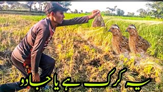 How to catching quails ll quail hunting video ll Live Hunting HD [upl. by Holofernes]