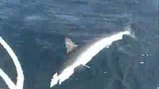 Hammerhead Shark Fishing Long Island NY [upl. by Atila]