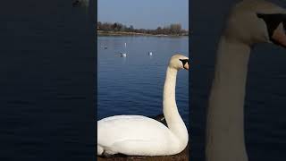 whooper Swan and mute Swans flying in formation  best view of uk Swans flying [upl. by Ellimahs]