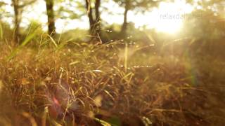 Beautiful Slow Instrumental  music for studying background healing relax  relaxdaily N°062 [upl. by Mizuki]