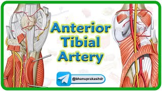 Anterior Tibial Artery Anatomy Animation  Origin Course Branches Supply  USMLE Step 1 Review [upl. by Ytsirk]