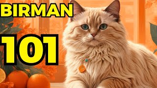 Birman cat pros and cons  Everything you need to know [upl. by Aynos]