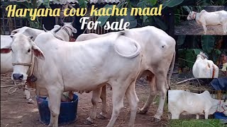 haryana cow kacha maal for sale gowalbari exclusive 10millionview 1millionlikes ytsvideos [upl. by Ylellan]