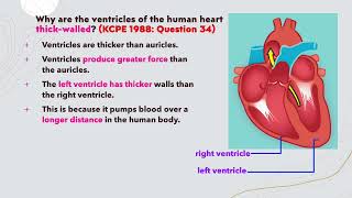 Circulatory System Why are ventricles thicker than auricles [upl. by Ahsinav]