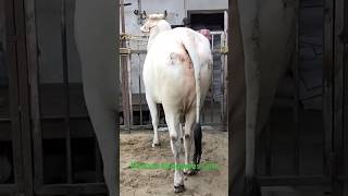 Opening Most Beautiful and Biggest Cow in Bengal of AR Rabb dairy farm for💕 2024viral trending [upl. by Ocramed]