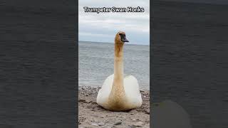 Trumpeter Swan HONKS like a CAR HORN [upl. by Wallis313]