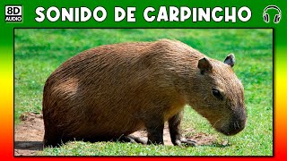 SONIDO DE CARPINCHO 🐗 [upl. by Merkley]