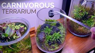 Creating A Carnivorous Plant Terrarium Stepbystep Guide [upl. by Akerehs904]