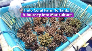 Indo Coral Farm To Tank A Journey Into Mariculture [upl. by Narot620]