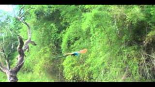 flying peacock in Karnataka India [upl. by Sunderland]