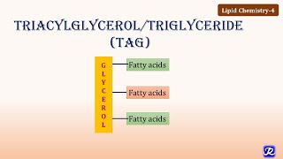 4 Triacylglycerol Triglycerides  Lipid Chemistry4  Biochemistry  NJOY Biochemistry [upl. by Leinod546]