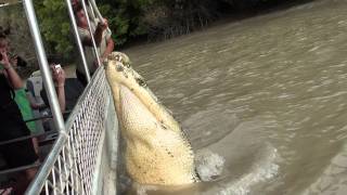 Jumping crocodile pt 1 Adelaide River 15711 [upl. by Bryon167]