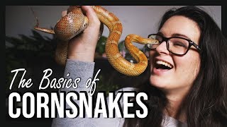 THE BASICS OF CORNSNAKES [upl. by Saraiya]