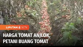 Harga Tomat Anjlok Petani Mengeluh [upl. by Nylacaj567]