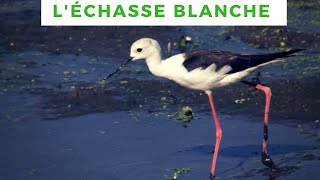 Lélégance de lECHASSE BLANCHE black winged stilt Himantopus himantopus [upl. by Yadrahs]