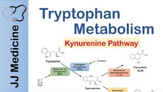 Tryptophan Metabolism Degradation and the Kynurenine Pathway [upl. by Ayetal479]