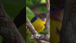 A Brown troated sunbird perched on a tree branch birds birdsounds [upl. by Nehtiek]