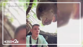 Serbian influencers close encounter with bear in den [upl. by Mirilla]