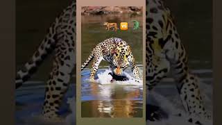 leopard vs crocodile crocodiles cheetah hunting hunt adventure wildlife safari wildanimal [upl. by Mini]