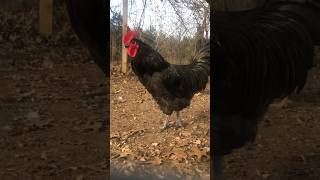 Beautiful australorp rooster crowing [upl. by West]