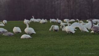 Whooper Swans Cygnus cygnus  Singschwäne [upl. by Elata]