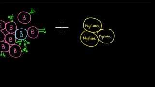 Monoclonal Antibody Production [upl. by Valsimot]