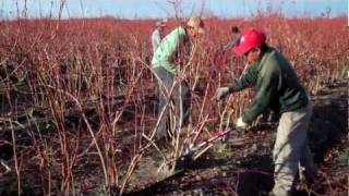 How to Prune Blueberry Bushes  Expert Blueberry Famers Advice [upl. by Ellehcan]