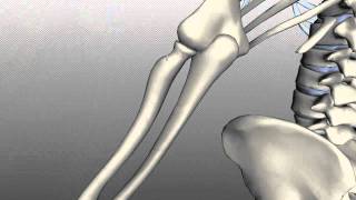 Radius and Ulna  Anatomy Tutorial [upl. by Nednyl]