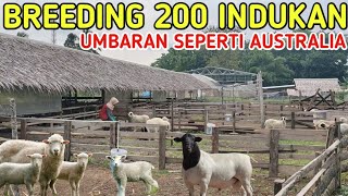 PELIHARA 200 INDUKAN KANDANG SEMI UMBARAN SEPERTI PETERNAKAN AUSTRALIA MUDAH DAN SIMPEL [upl. by Dominique]