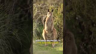 Wallaby Wonders a Glimpse into the Fascinating World of Australias Macropods [upl. by Eserrehs839]