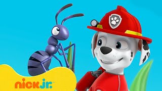 PAW Patrol  Avonturen met KLEINE Marshall  Nick Jr Nederlands [upl. by Irish]