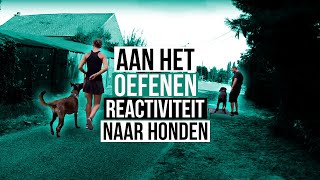 Utah Mechelse Herder aan het trainen op Reactiviteit naar Honden [upl. by Egroej]