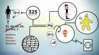 Voeding mineralen en magnesium [upl. by Serilda16]