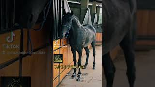 Cavalo potro Mangalarga Marchador preto Marcha Picada registrado [upl. by Benito677]