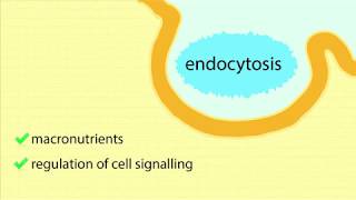 ReceptorMediated Endocytosis Overview Process of Endocytosis and Maturation of Endosomes [upl. by Lucilia]