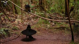 Western Parotia [upl. by Emrich]