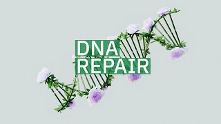 DNA repair [upl. by Albin]