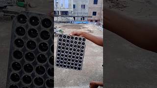 How to Grow seeds in seedling tray 🧐 [upl. by Aiceled]