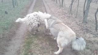 caucasian shepherd and komondor playing [upl. by Keese]