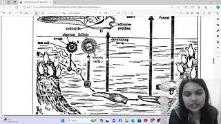 Herdmania Retrogressive Metamorphosis Explained  B Sc Sem II BSc 2nd Zoology  Neha Manjari [upl. by Sherry]