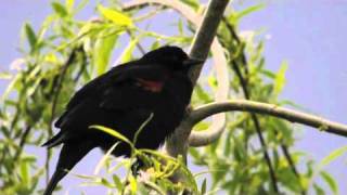 Redwinged Blackbird Sings [upl. by Coreen]