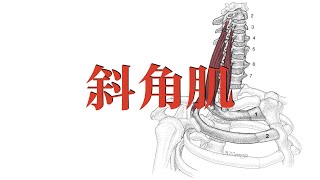 斜角肌 Scalenus muscle [upl. by Koehler]