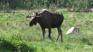 Schweden Elchpark Lagan Älgpark Elk Park Elk Shop Småland Novasol Sweden Ljungby [upl. by Brigit]