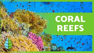 What are CORAL REEFS 🌿🐠 Types Formation and Importance [upl. by Baily968]