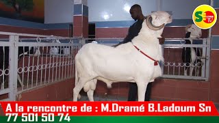 ELEVAGE LADOUM A LA RENCONTRE DE MODOU DRAME DE LA BERGERIE LADOUM SN 221 77 501 50 74 [upl. by Ailegnave]