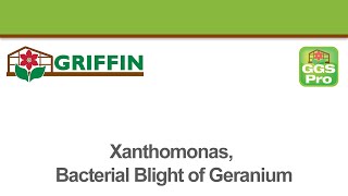 Xanthomonas Bacterial Blight of Geranium [upl. by Hunfredo]