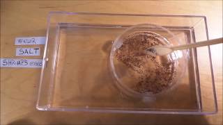 Tutorial  Easy Brine Shrimp Hatchery  Live Fish Food Culture DIY Artemia [upl. by Ursi478]