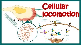 Cell locomotion  cell motility  cell migration  RhoRacCdc42 signaling in cell locomotion [upl. by Norvil151]