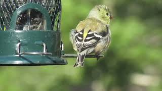 Chardonneret jaune [upl. by Weisbart]